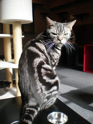 Frowning Cat Frowning Cat