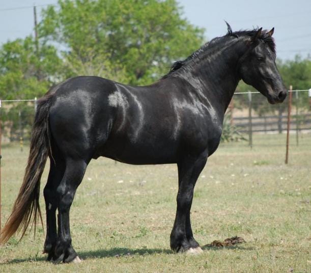 Spanish- Norman Horse