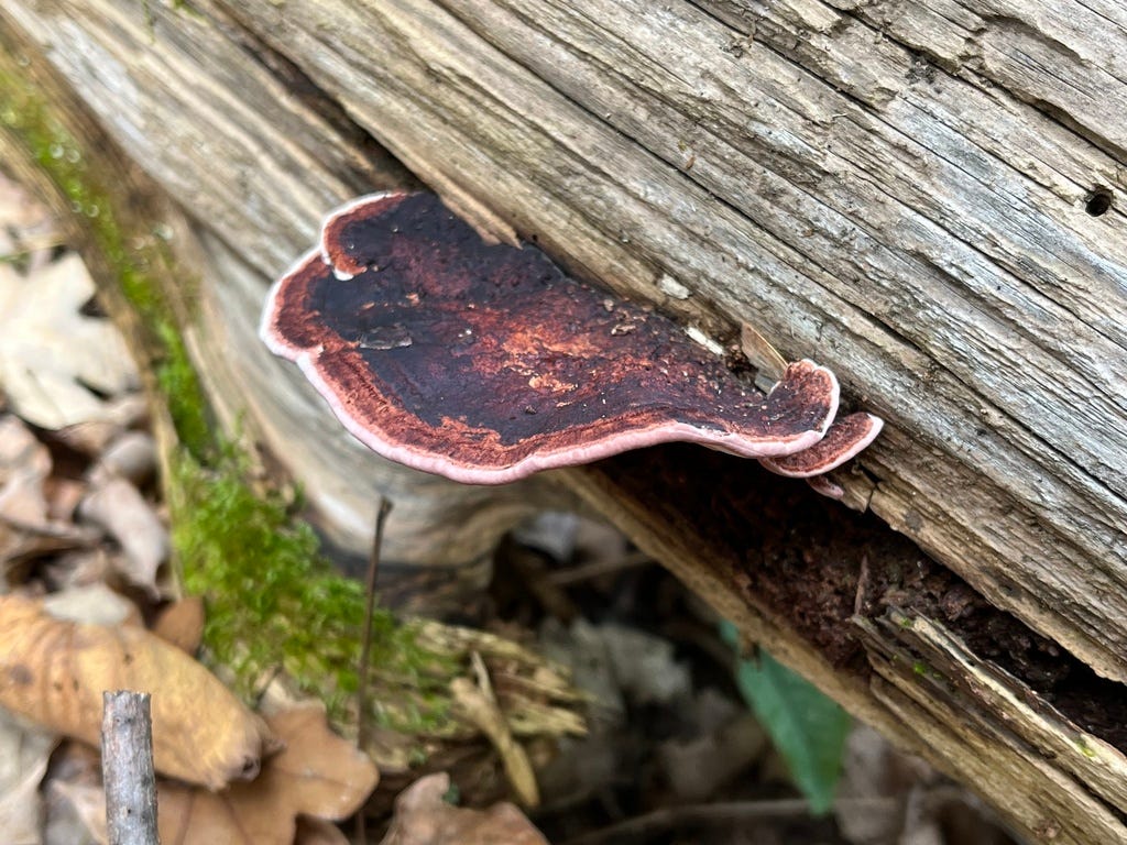 Mushroom Monday - by Aubrey Carter - Mushroom Monday
