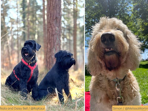 Photos of dogs and their names and owners' substack handles
