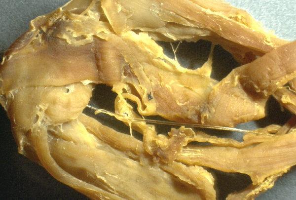 Silicon structures 50x png