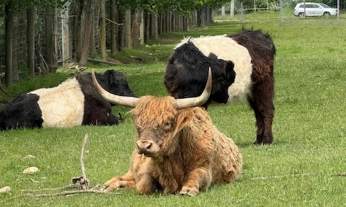 Henry Family Farm
