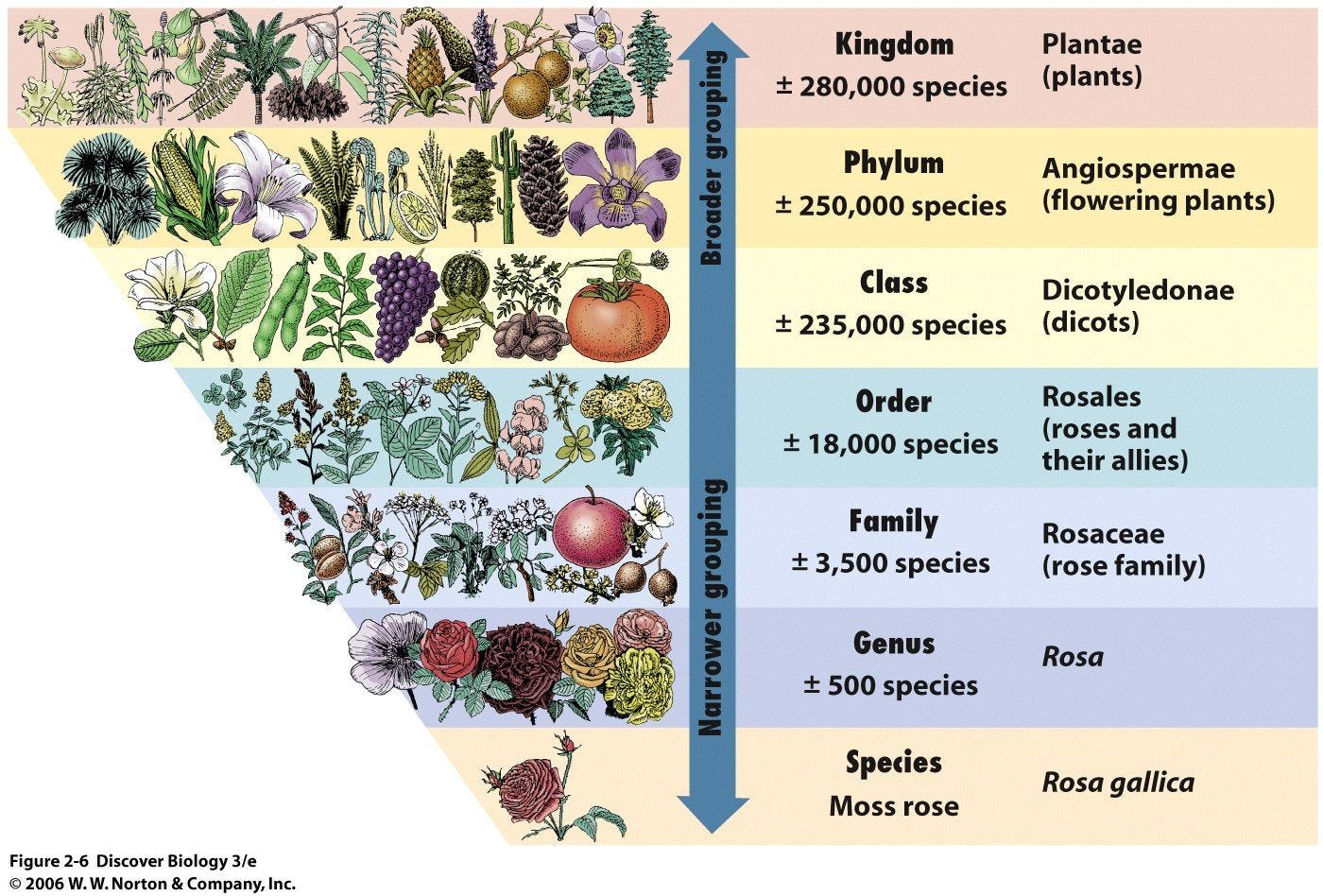 Plant Life Cycle Diagram