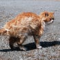 野の猫's avatar