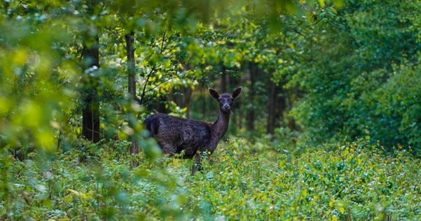 brown pregnant doe