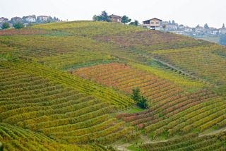 Vineyards Vineyards