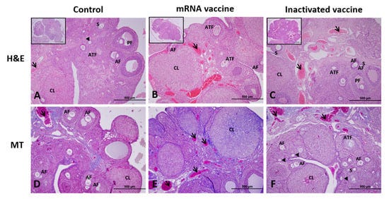 The Age of Depopulation - PART 13. The mRNA-based pseudo-“vaccines” destroy over 60% of non-renewable egg supply of female rats. Foreword & afterword by Dr. Mike Yeadon.