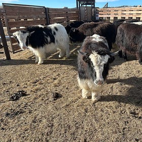 Heifer Calves for Sale