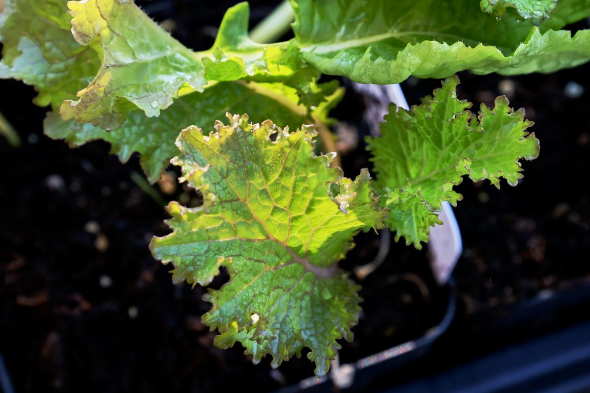 kale seedlings