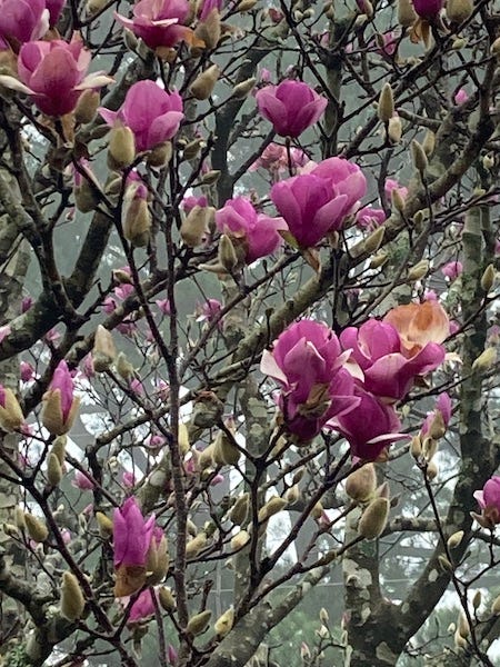 Japanese magnolia blooms.JPG