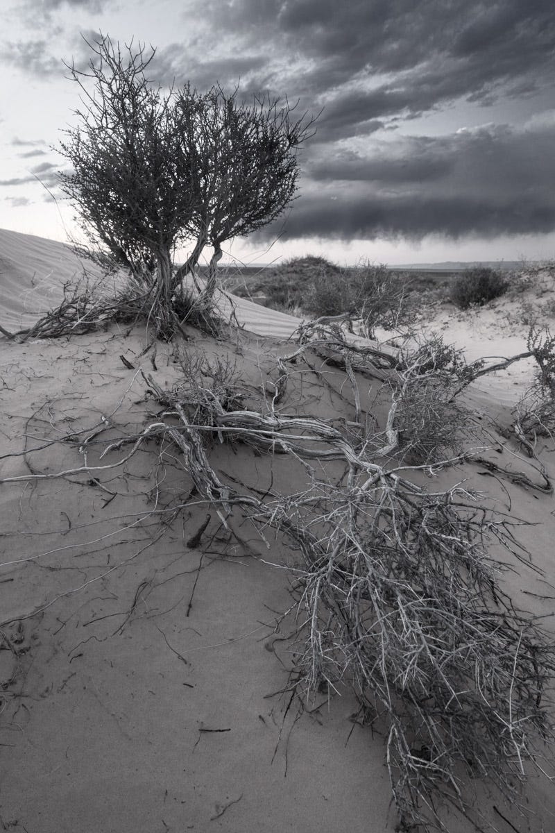 A desaturated image of a desert storm approaching sand-borne brush.