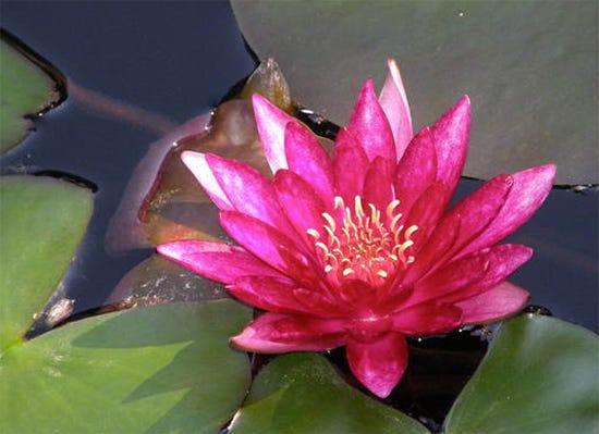 Nymphaea Atropurpurea