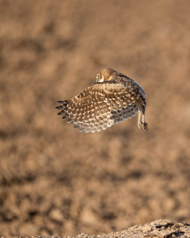 20250730-Marana-73-Edit.jpg 20250730-Marana-73-Edit.jpg