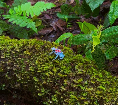 Feeling Froggy? Then Jump! Tabs, Thurs., April 23, 2026