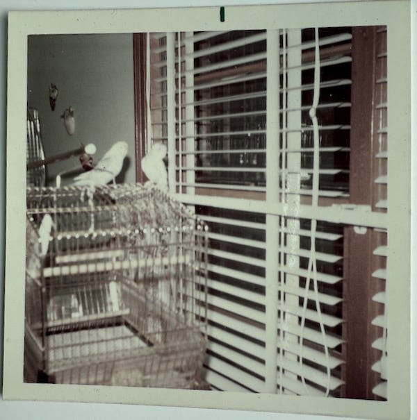 Parakeets sitting on top of their cage Parakeets sitting on top of their cage