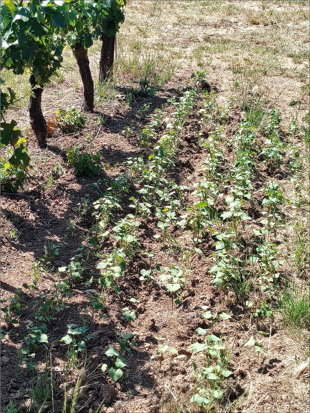 Buckwheat and common vetch cover crop between the vine rows.