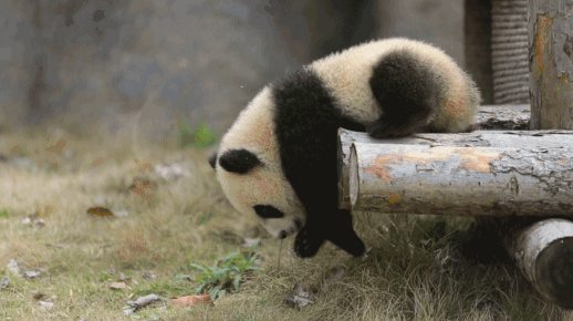 This may contain: a black and white panda bear climbing on a tree This may contain: a black and white panda bear climbing on a tree