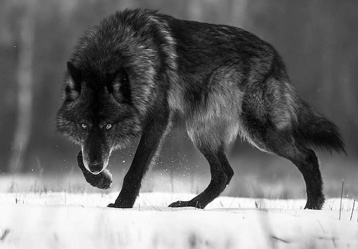 This may contain: a wolf running through the snow in front of trees