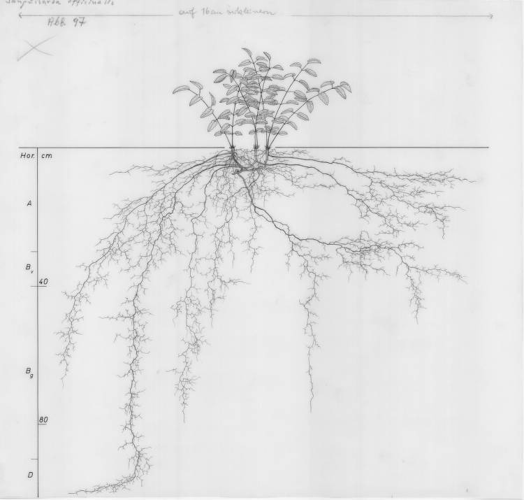 planting design and root drawings Sanguisorba officinalis, Lichtenegger, E. (1992), Wurzelatlas