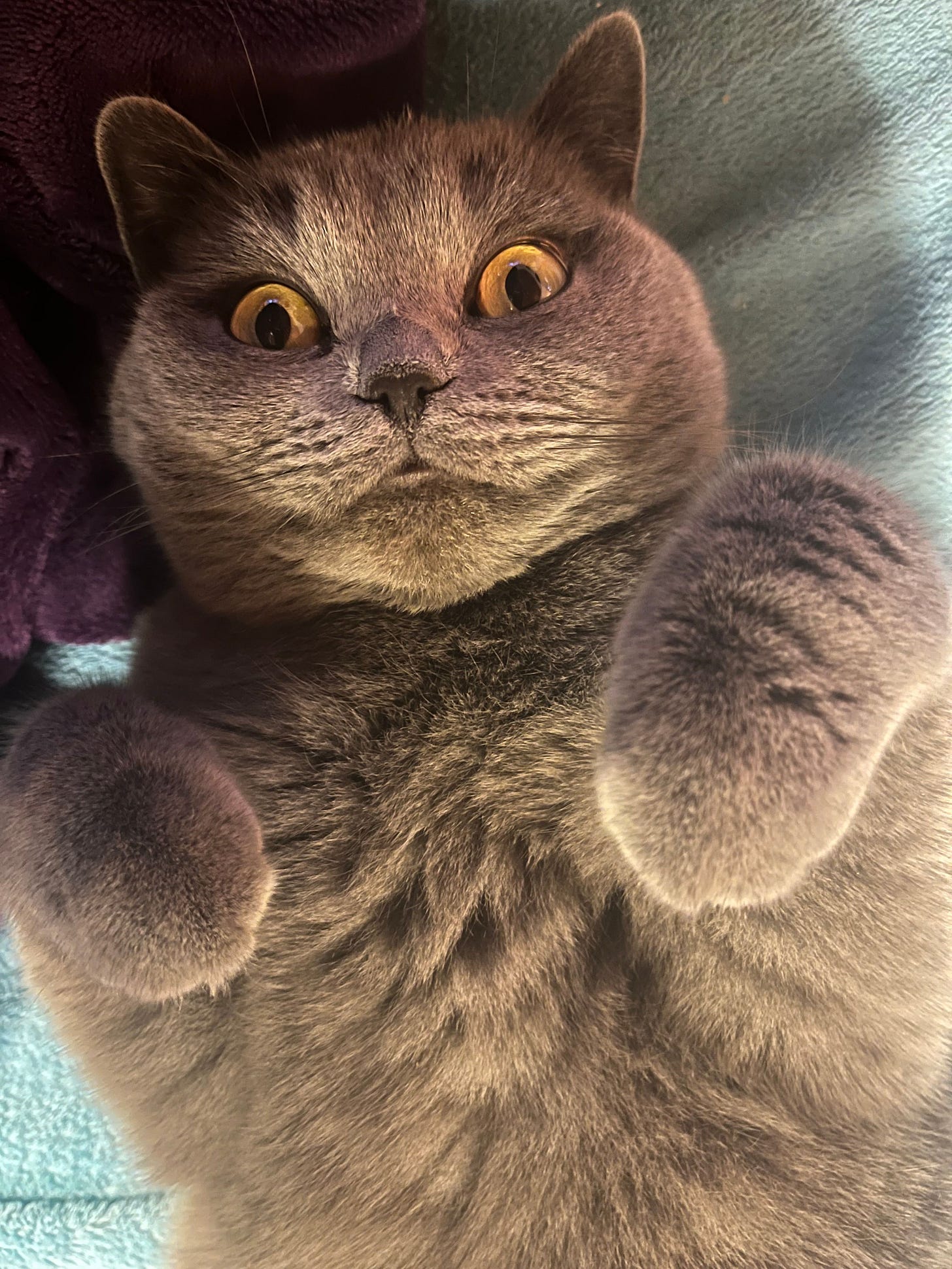 A wide-eyed gray cat named Jack lies on his back, paws up in the air, with a look of surprise or intense curiosity. His dense, plush fur and golden eyes stand out against the soft teal and purple blankets around him. A wide-eyed gray cat named Jack lies on his back, paws up in the air, with a look of surprise or intense curiosity. His dense, plush fur and golden eyes stand out against the soft teal and purple blankets around him.