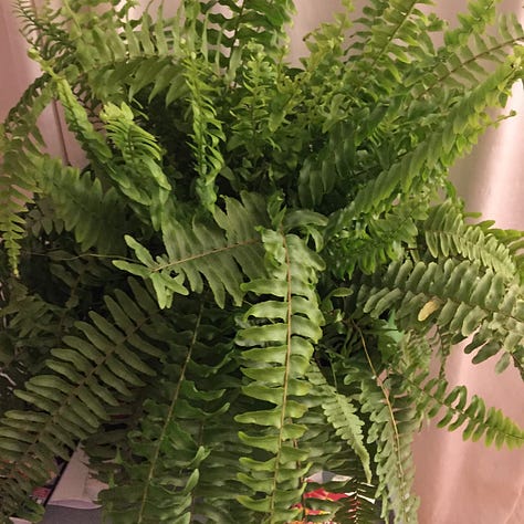 Eight pictures of houseplants. The center photo is a candle.