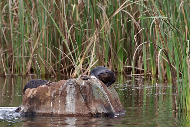 Spotted-Necked Otters hanging out on a rock in a dam in Dullstroom, South Africa. Photo Credit: Garren Smith