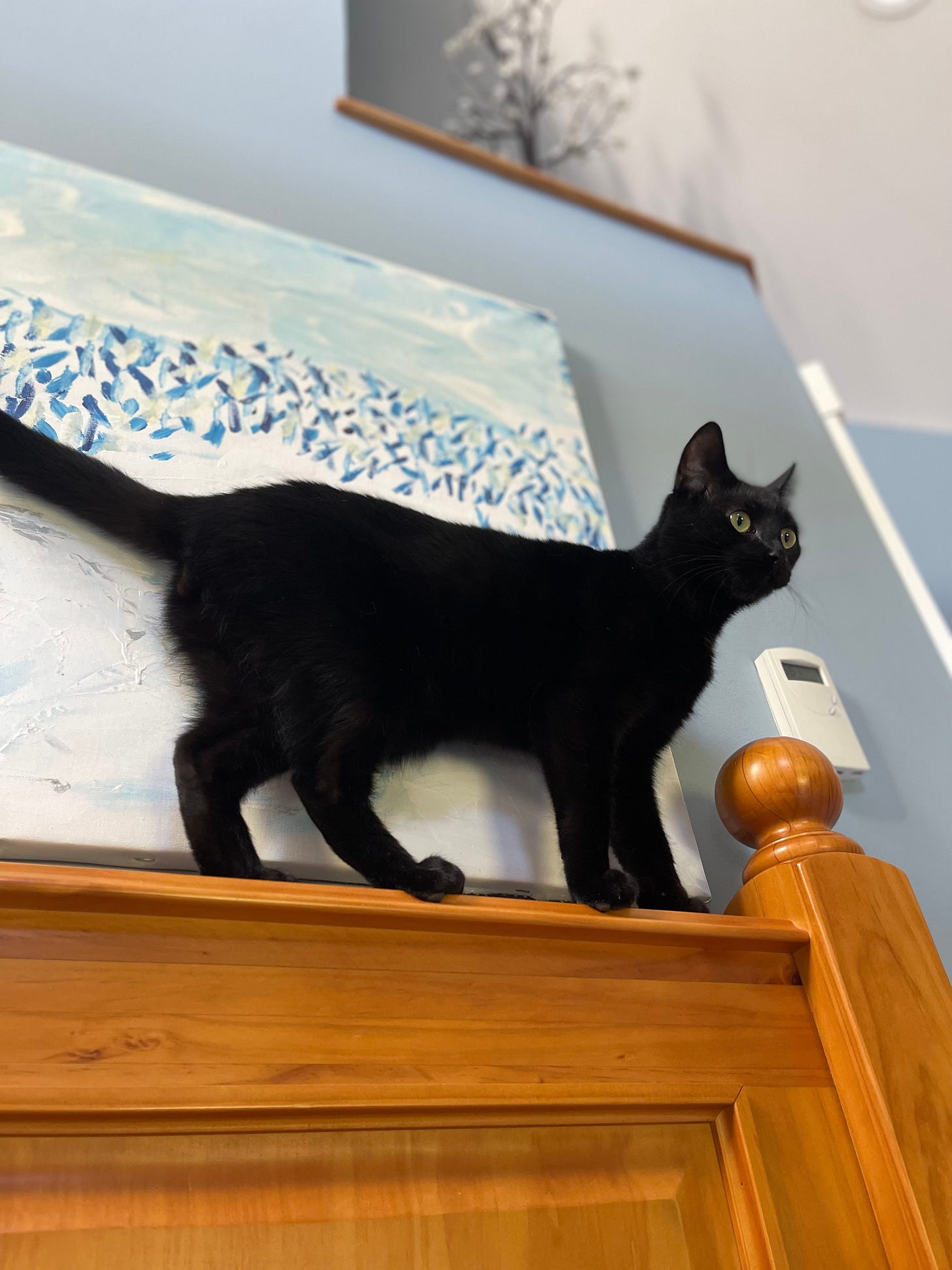 cat on a headboard, balanced