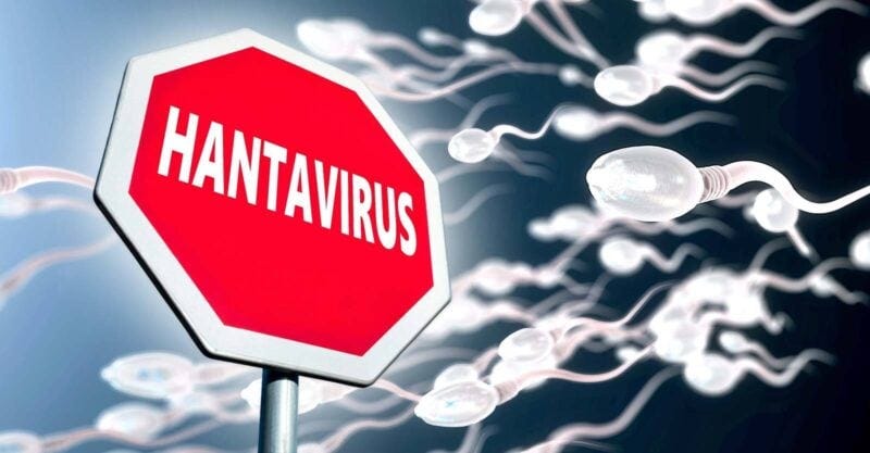 hantavirus sign and spermDoes Hantavirus Survive in Human Sperm?