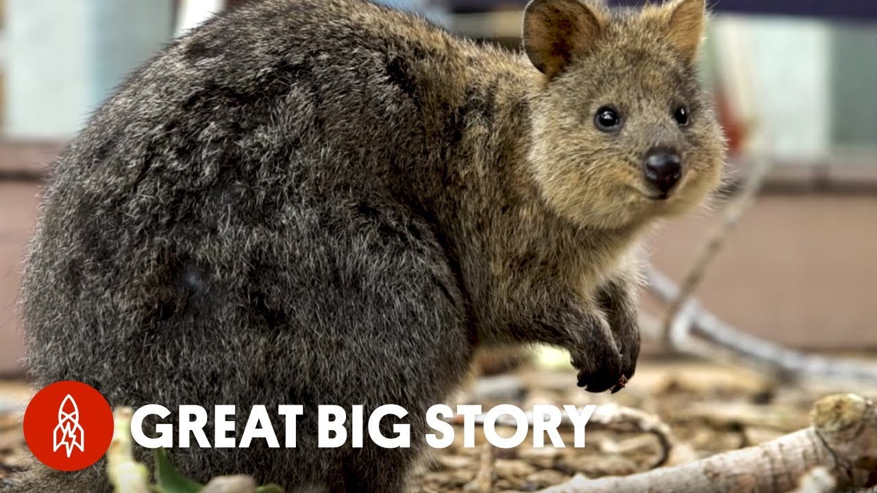 Quokkas Saved