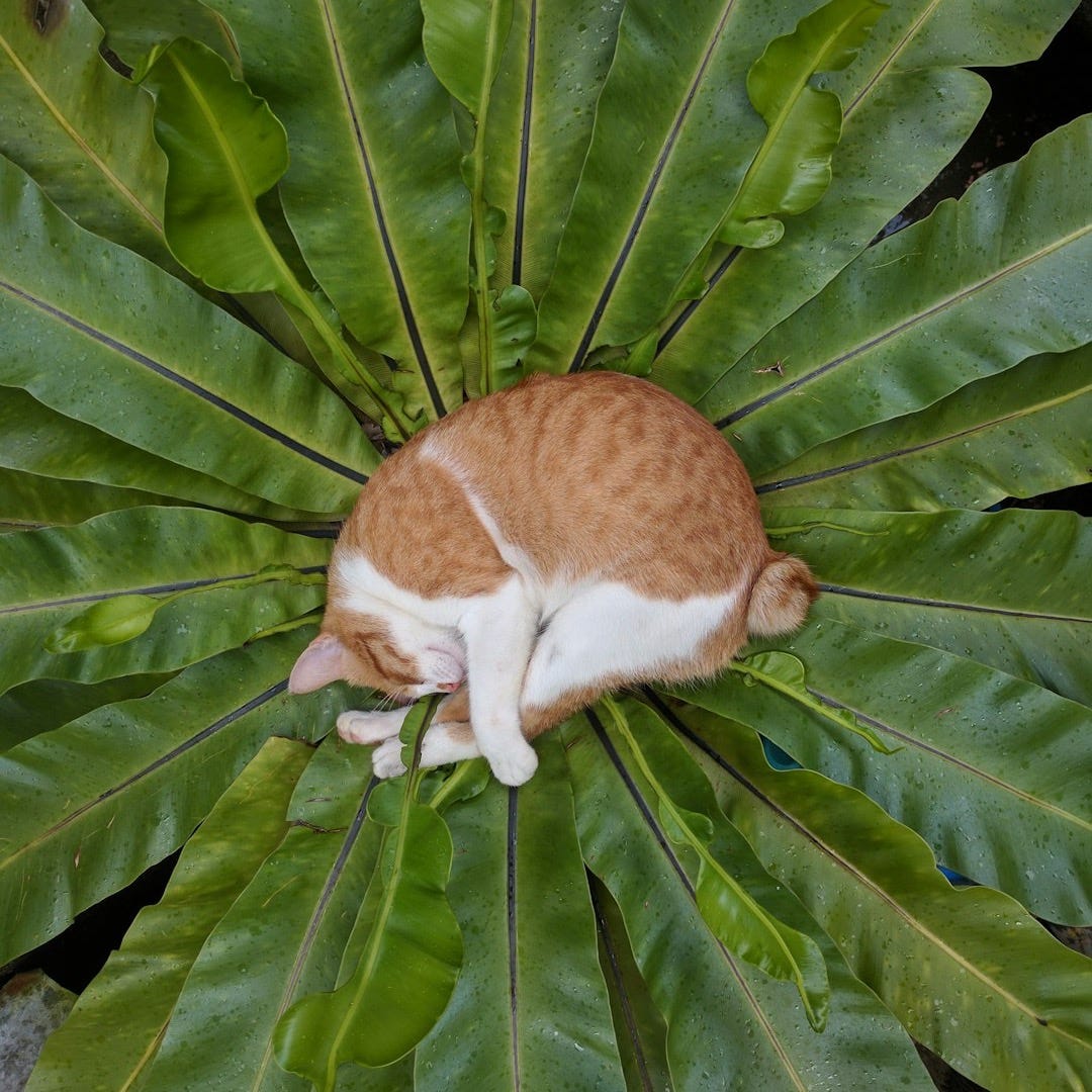 An orange tabby cat curled up in the center of green leaves. An orange tabby cat curled up in the center of green leaves.