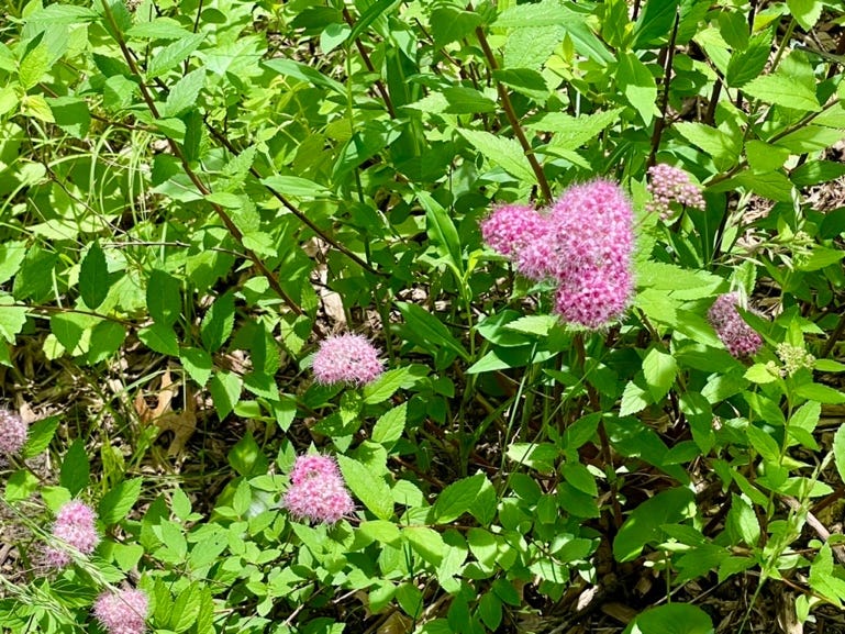 A group of pink flowers and green leaves

Description automatically generated