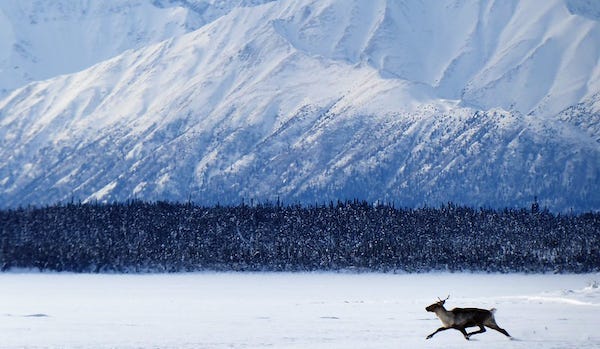 Tell the Senate to act A lone caribou in Alaska
