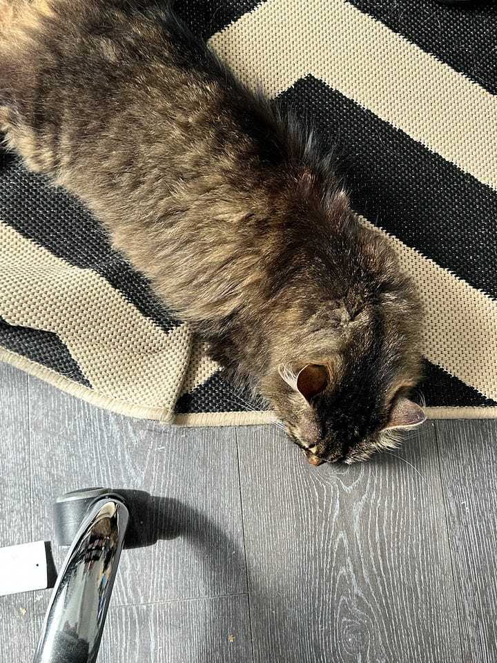 A cat on the floor directly behind my office chair.
