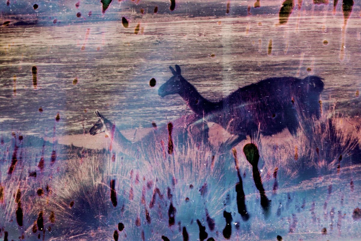 dos guanacos, una especie de alpacas de los Andes, en un paisaje de montaña, la imagen está como mal revelada, con colores alterados