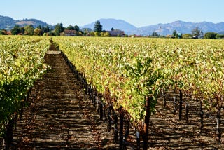 ADV Vineyard ADV Vineyard