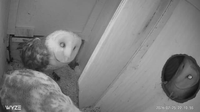 May be an image of owl