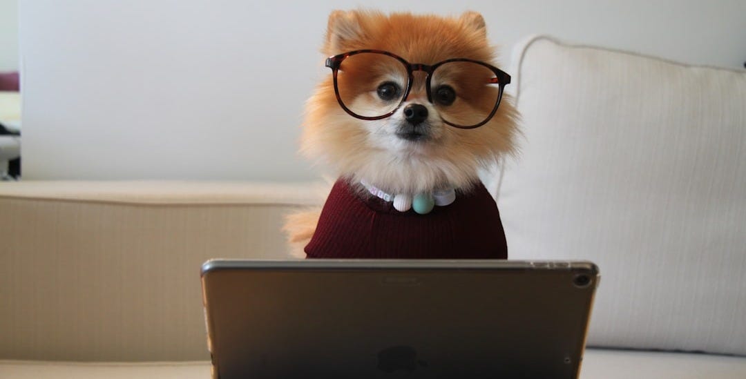 brown and white pomeranian puppy on macbook brown and white pomeranian puppy on macbook