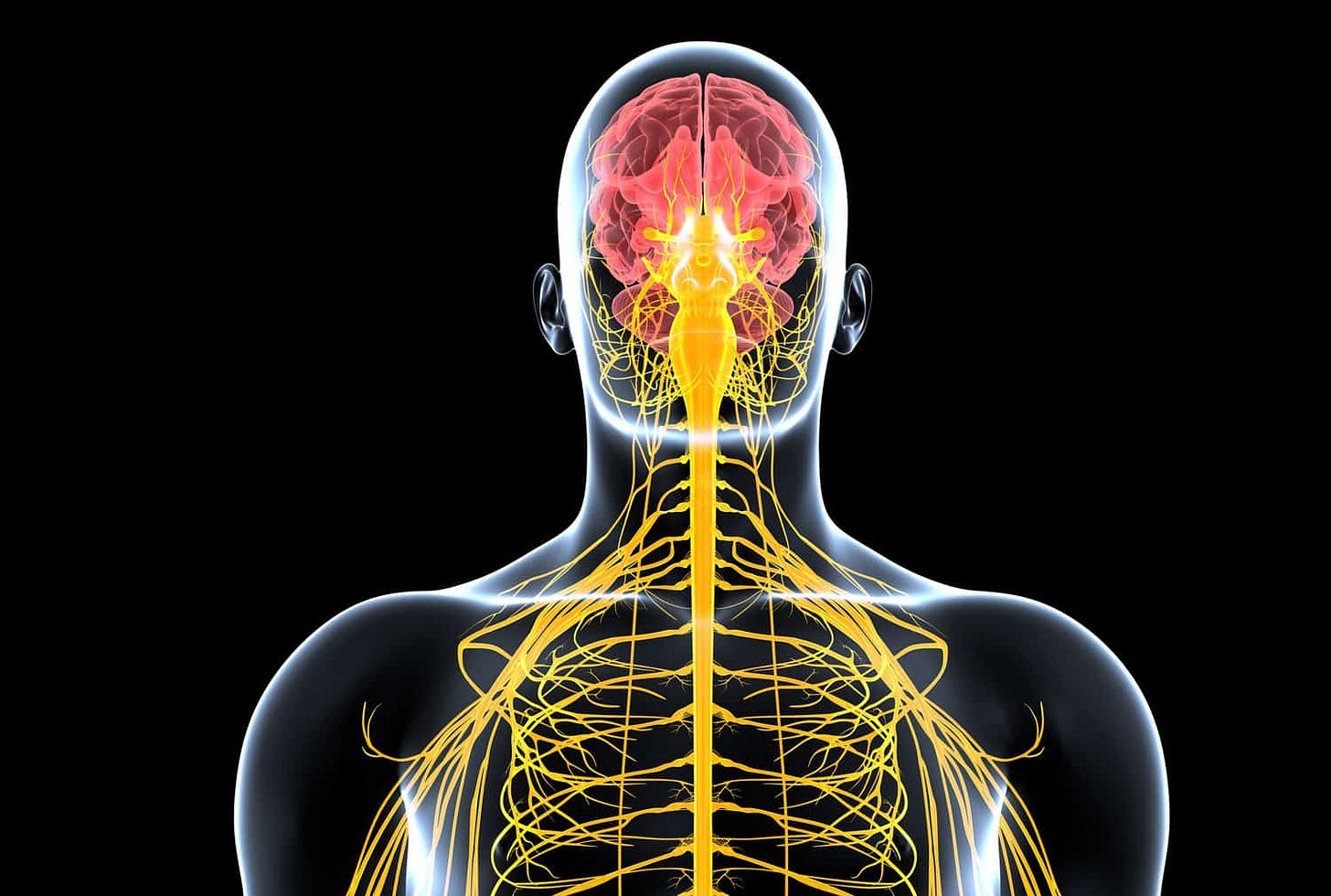 El sistema nervioso y el cerebro - Vitaliasalud
