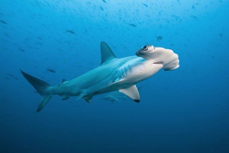 Hammerhead shark swimming in the ocean Hammerhead shark swimming in the ocean