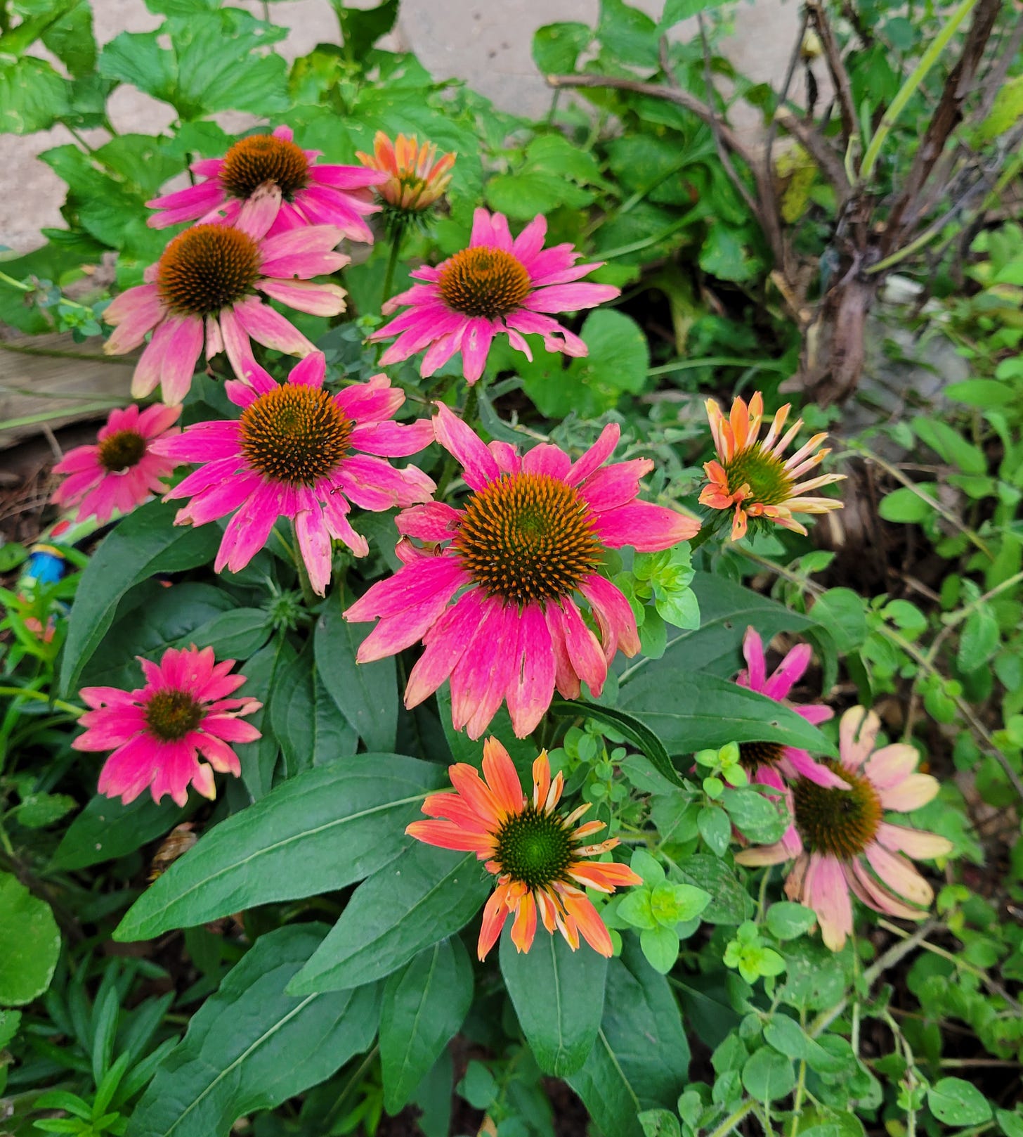 Fuschia Sombrero Coneflowers amidst the green of a small garden