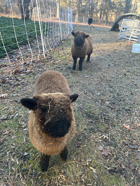 An off-white ewe with four brown wethers.