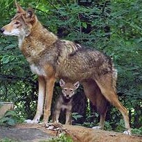 Cumberland Academy Newsletter