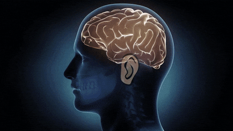 Lobes Of The Brain GIFs - Find & Share on GIPHY