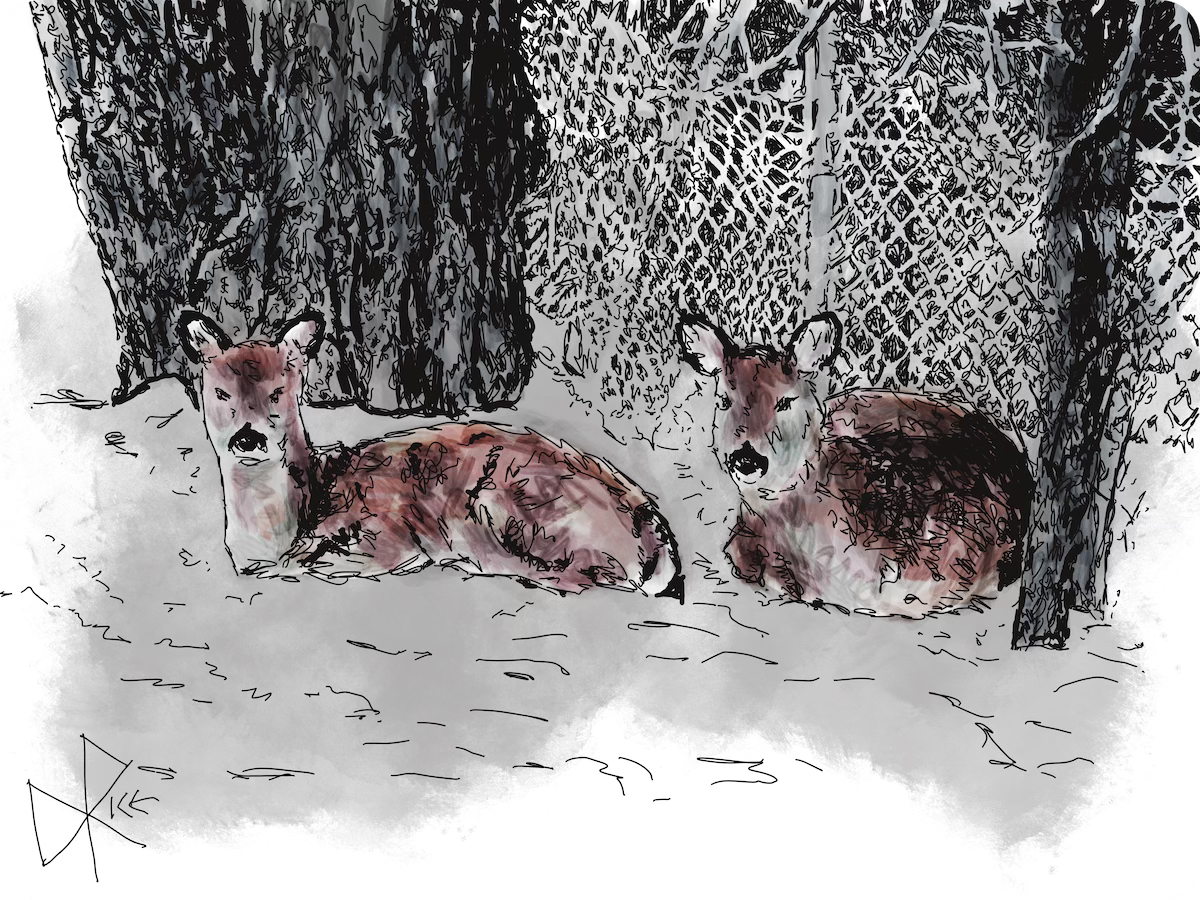 Two deer relaxing for a bit in a suburban backyard. Stay safe, ungulates - a lot of cars out there. Sketch art by Don Rice.