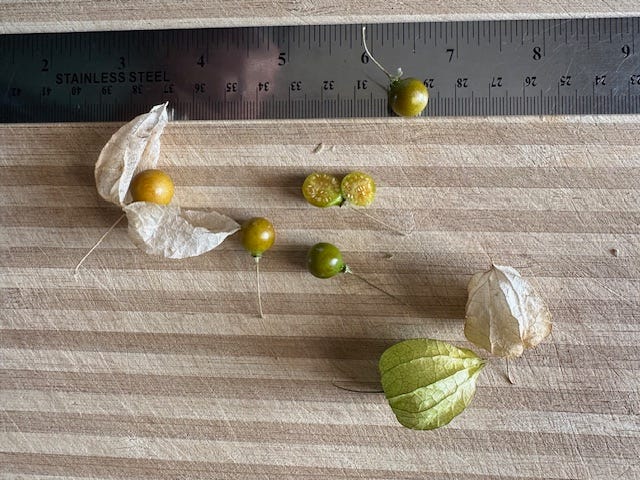 the weedom ground cherry guide