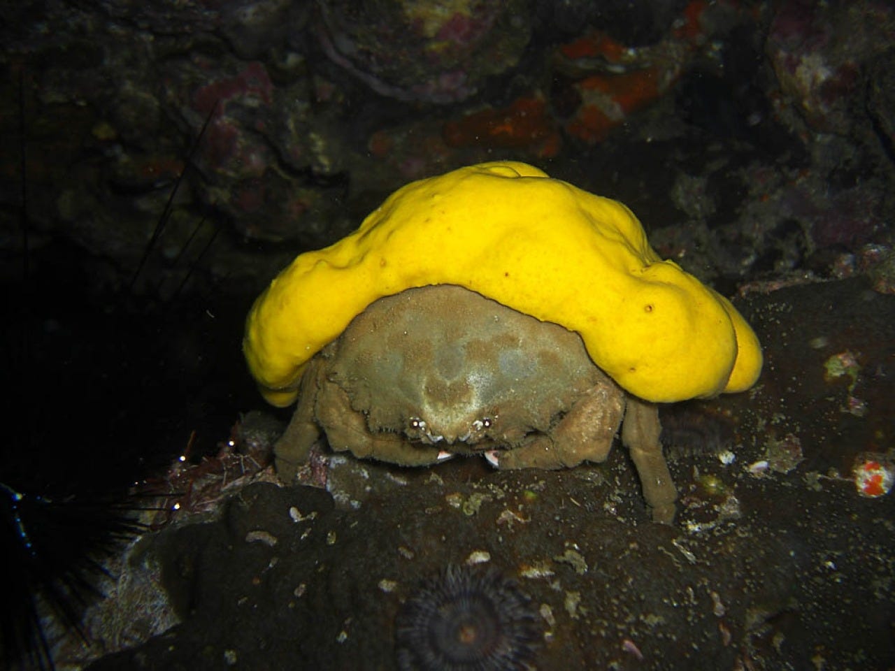 Max Maslansky: the writer