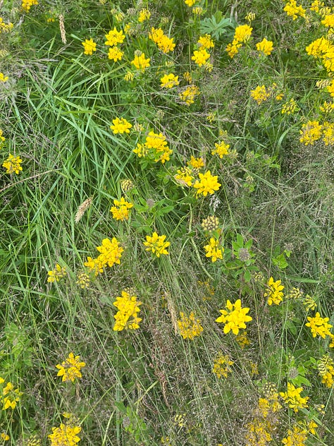 wildflowers