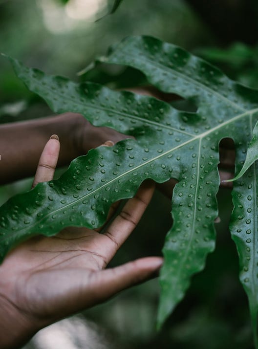 Decolonizing Horticulture with Green Designer MONAI MCCULLOUGH