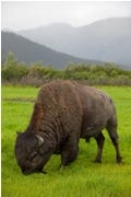 buffalo1.jpg