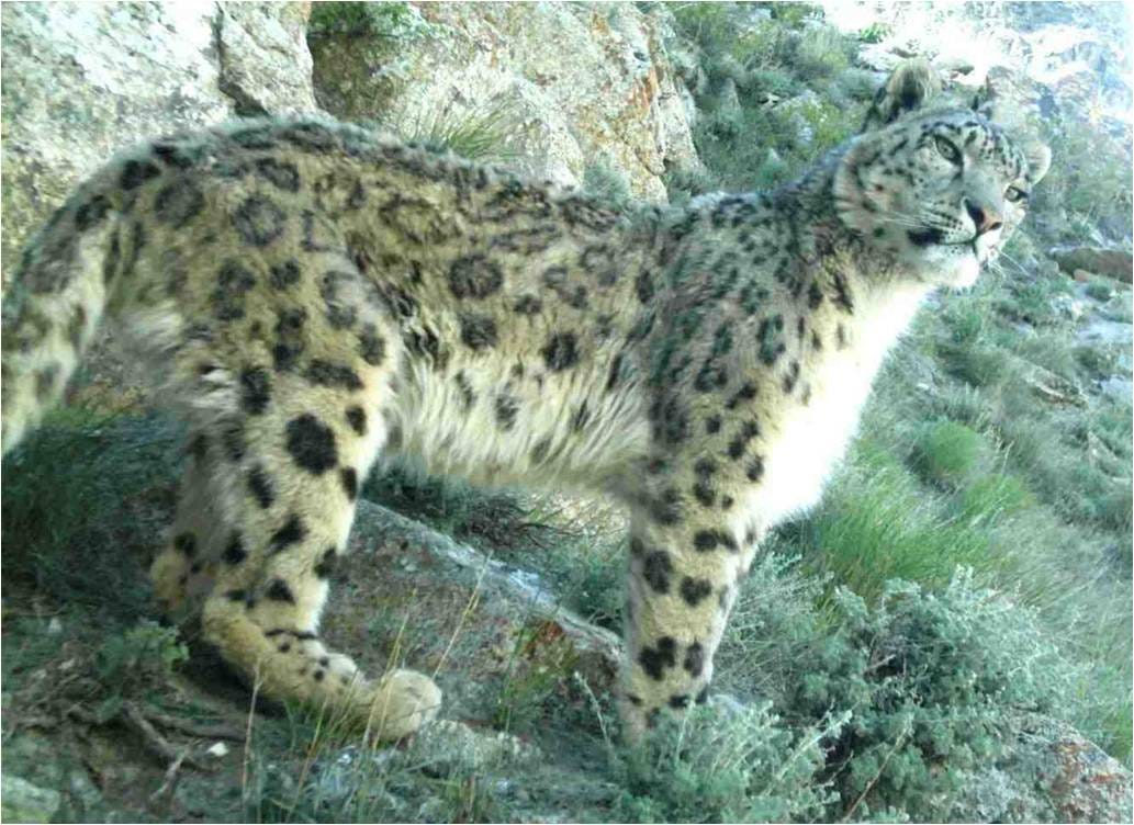 A snow leopard standing on a grassy rocky slope A snow leopard standing on a grassy rocky slope